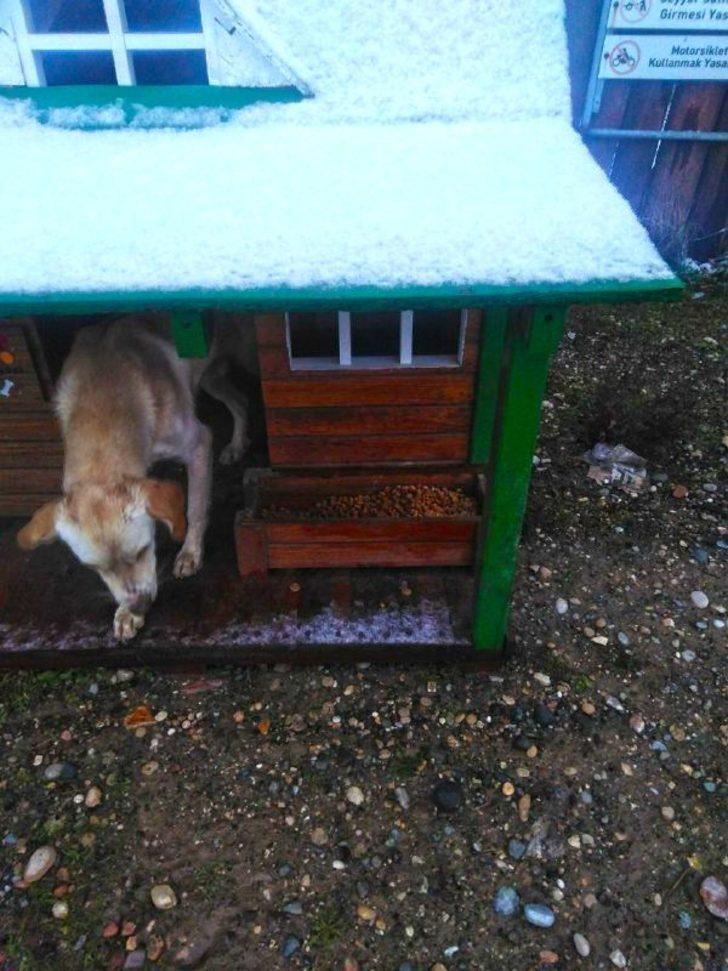 Kahramanmaraş’ta sokak hayvanlarına mama G2