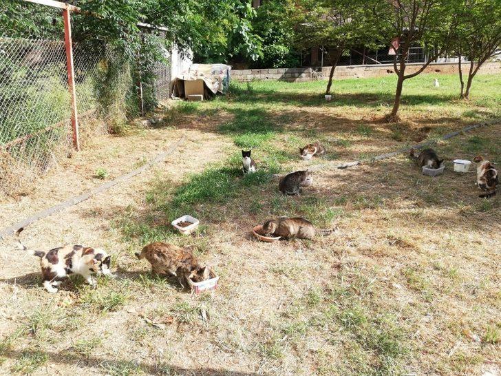 Mersin’de kısıtlamada sokak hayvanları unutulmuyor G2