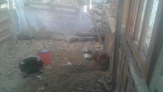 Kümesine giren tilkiye seslenişi sosyal medyayı salladı