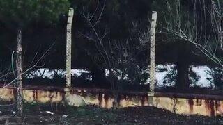 Tavuğunu yiyen tilkiye Afiyet olsun dedi