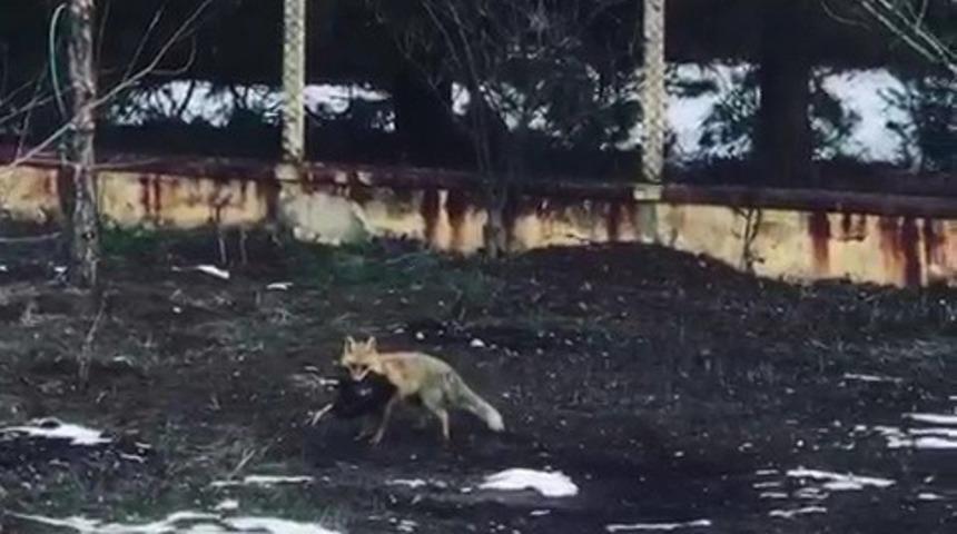 Tavuğunu yiyen tilkiye "Afiyet olsun" dedi