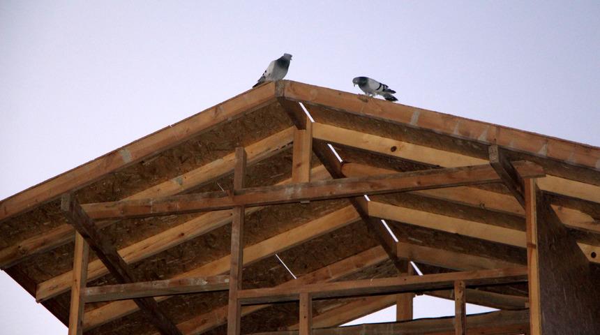 Damda güvercin uçururken sırtından vuruldu