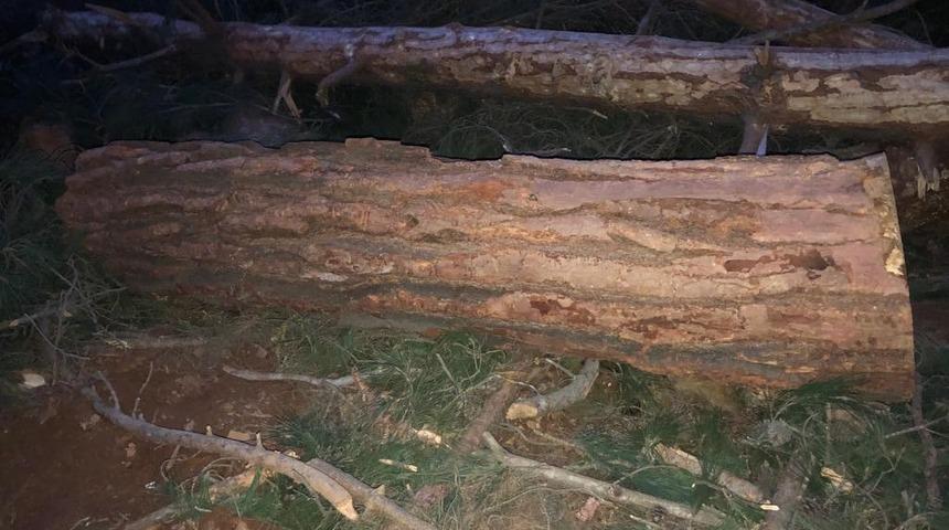 Adana'da feci &ouml;l&uuml;m! Yuvarlanan tomruğun altında can verdi