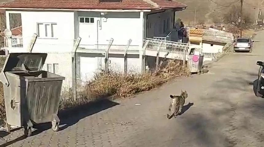 Nadir görülen vahşi hayvan ilçe merkezine indi