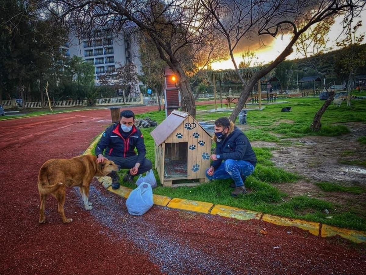 AK Parti gen&ccedil;lik kolları sokak hayvanlarını yalnız bırakmadı