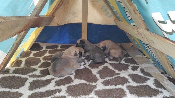 Nazillili hayvan severler sokak hayvanlarını unutmadı G3