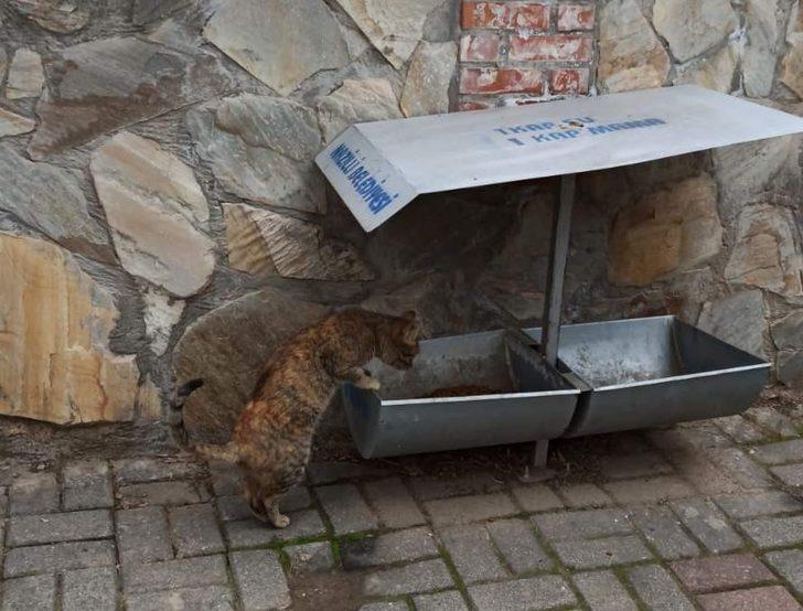 Nazillili hayvan severler sokak hayvanlarını unutmadı G4