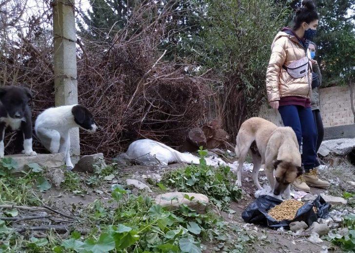 Nazillili hayvan severler sokak hayvanlarını unutmadı G5