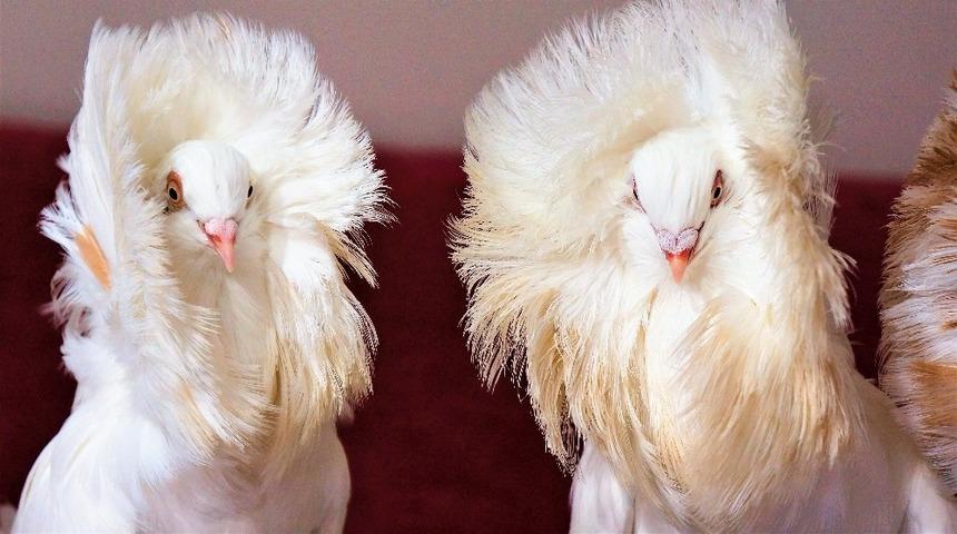 Denizli'de ev ve araba parasına g&uuml;vercin! 