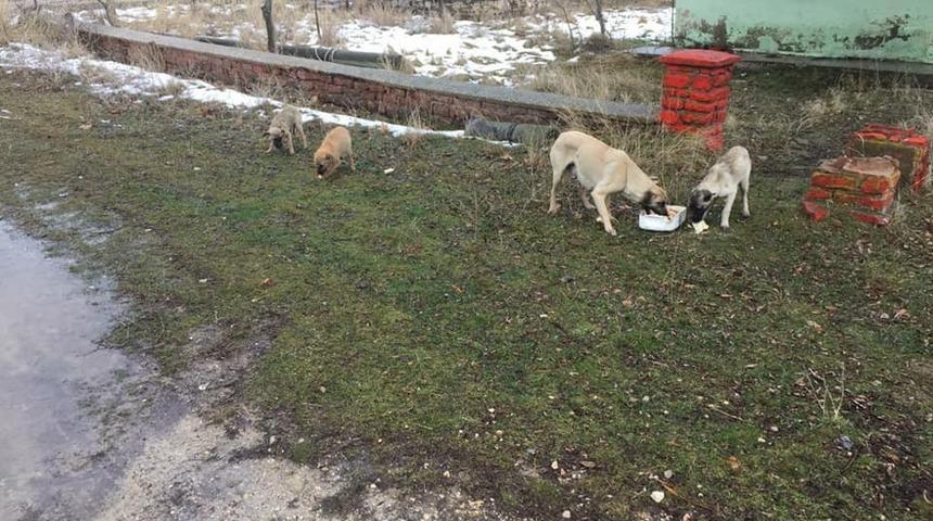 Kısıtlamalarda sokak hayvanları unutulmadı