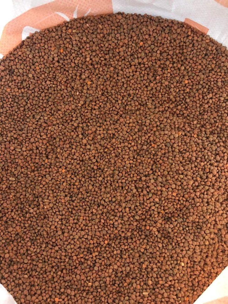 Ankara Büyükşehir Belediyesi’nden üç ilçede 400 ton “kırmızı mercimek” tohumu hibesi G3