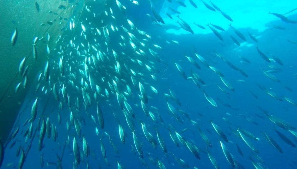 Egeli bilim insanları balık &ccedil;iftliklerinin tuhaf misafirlerini araştırdı