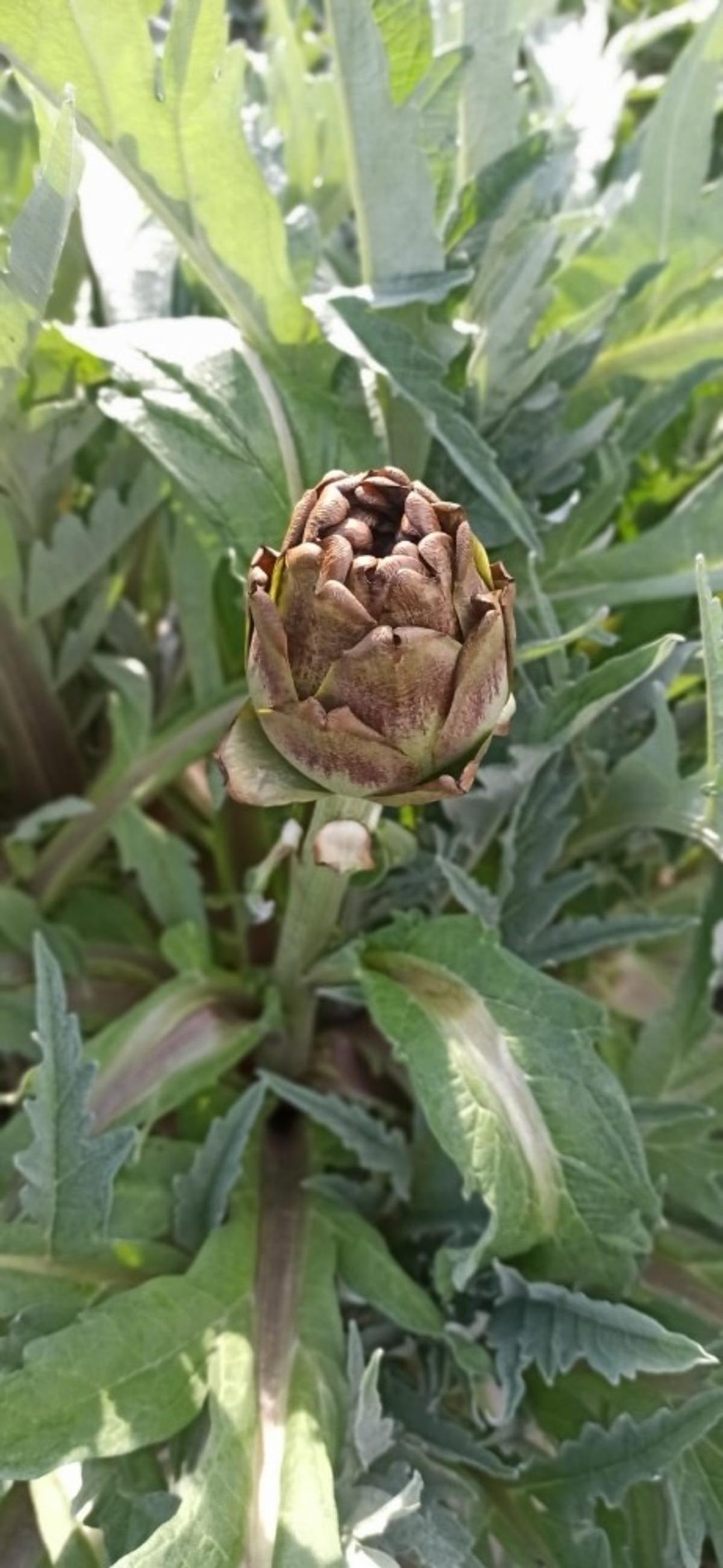 Enginar tarlalarında zarar tespit &ccedil;alışması yapıldı