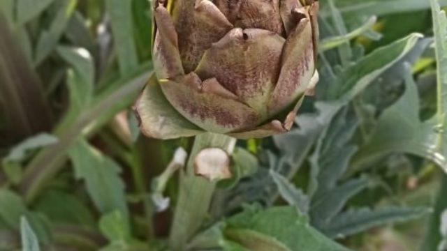 Enginar tarlalarında zarar tespit çalışması yapıldı