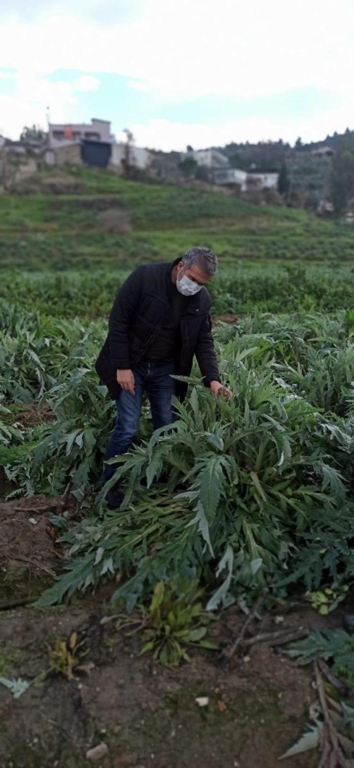 Enginar tarlalarında zarar tespit çalışması yapıldı G2