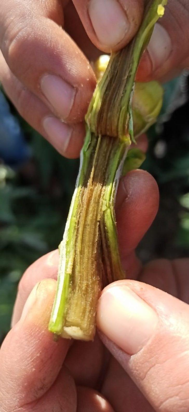 Enginar tarlalarında zarar tespit çalışması yapıldı G3