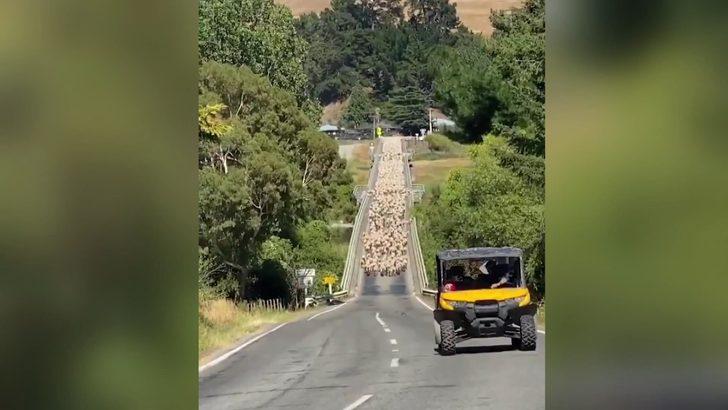 Yeni Zelanda’da kuzu sürüsü trafiği felç etti G1
