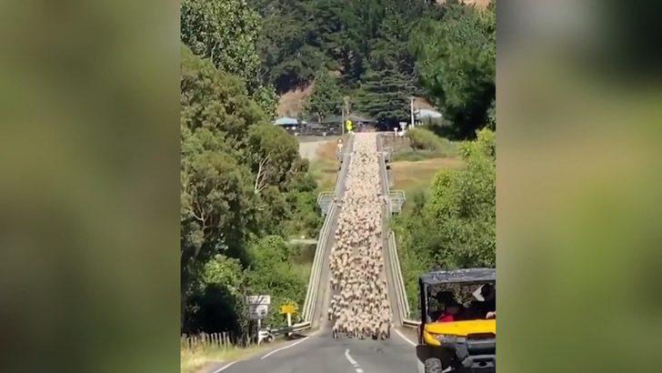 Yeni Zelanda’da kuzu sürüsü trafiği felç etti G2