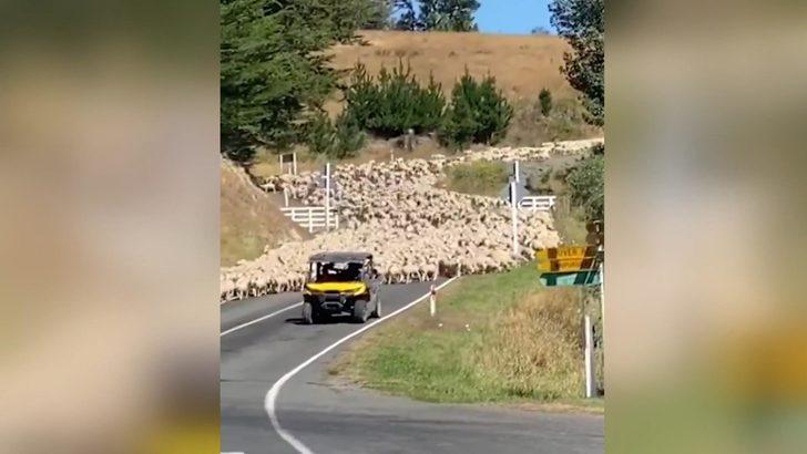 Yeni Zelanda’da kuzu sürüsü trafiği felç etti G4