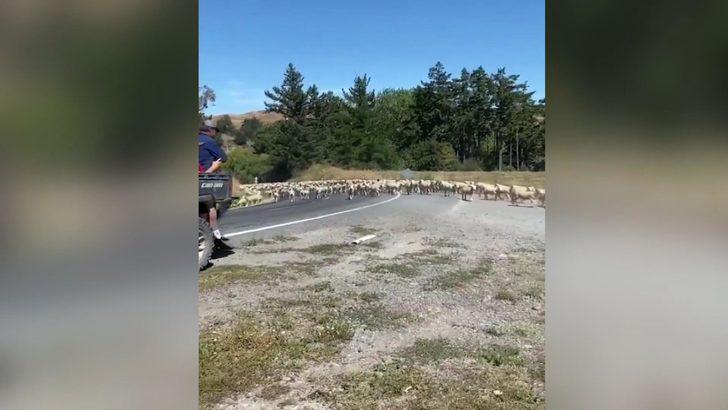 Yeni Zelanda’da kuzu sürüsü trafiği felç etti G5