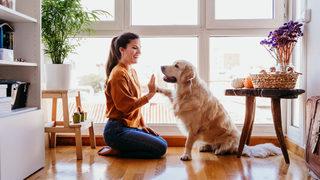 Hangi koşullarda apartmanda evcil hayvan beslenebilir?