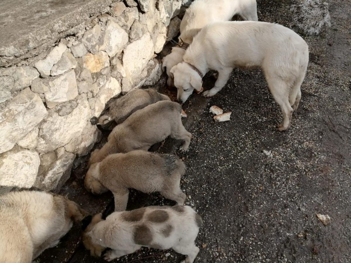 Yardım &ccedil;ağrısına duyarsız kalmadı