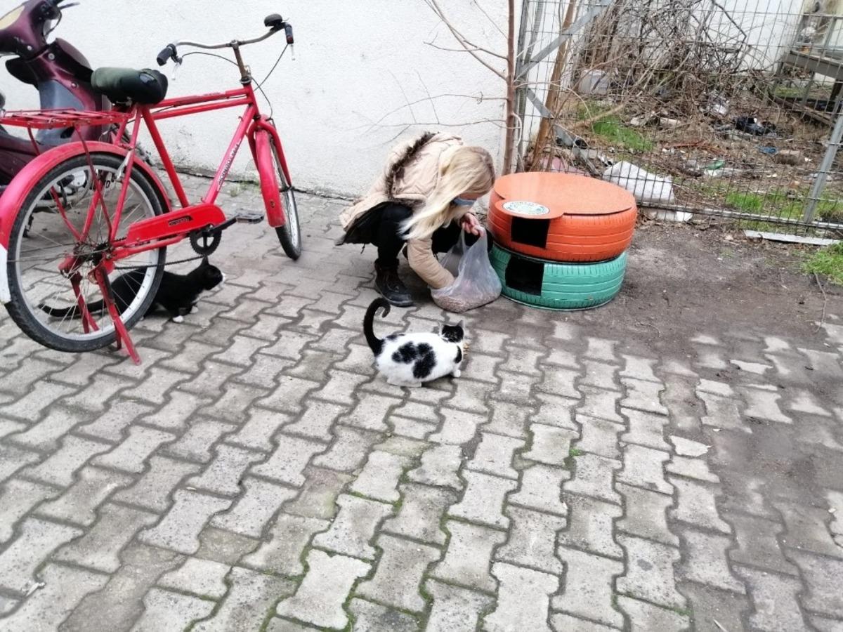 Eski ara&ccedil; lastikleri kedi evi oldu