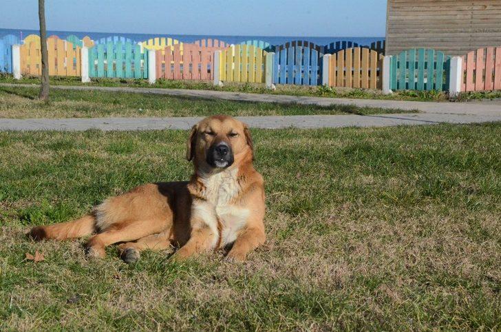 Ordu’da kış mevsiminde yalancı bahar G3
