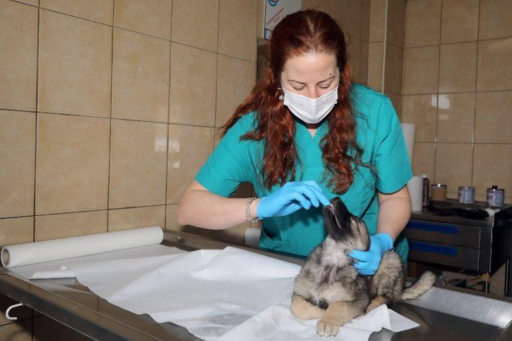 Pandemi döneminde birçok hayvan yuvasız kaldı G2