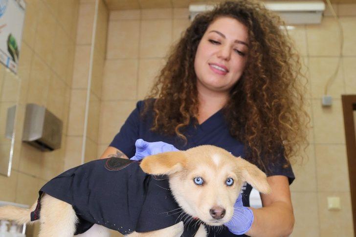 Pandemi döneminde birçok hayvan yuvasız kaldı G3