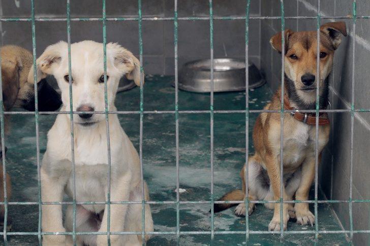 Pandemi döneminde birçok hayvan yuvasız kaldı G4