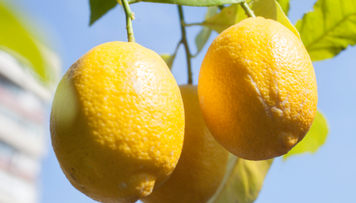 Evde limon ağacı yetiştirmek hiç zor değil! Hem de 4 adımda