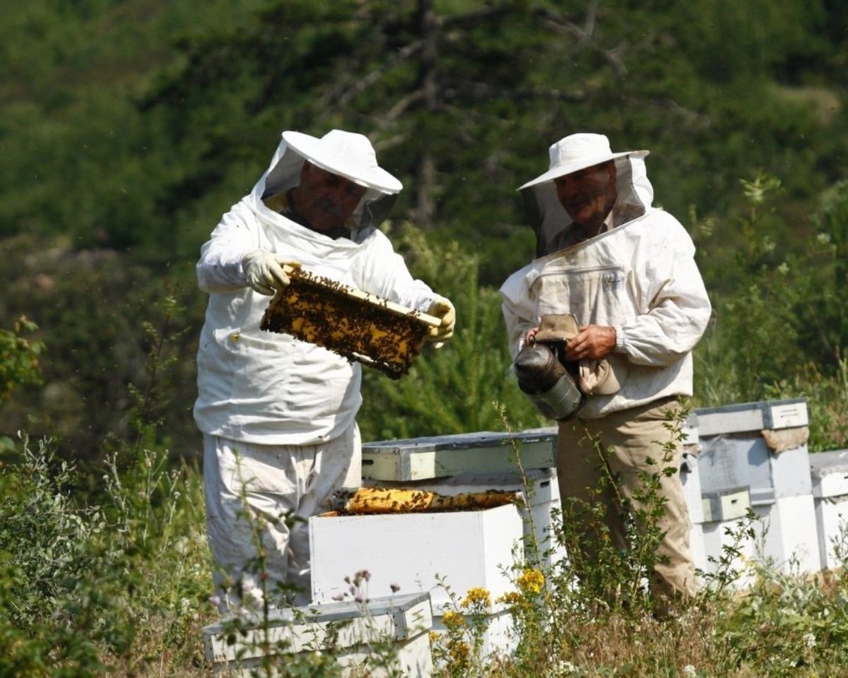 İn&ouml;n&uuml; ormanlarından bal damlayacak