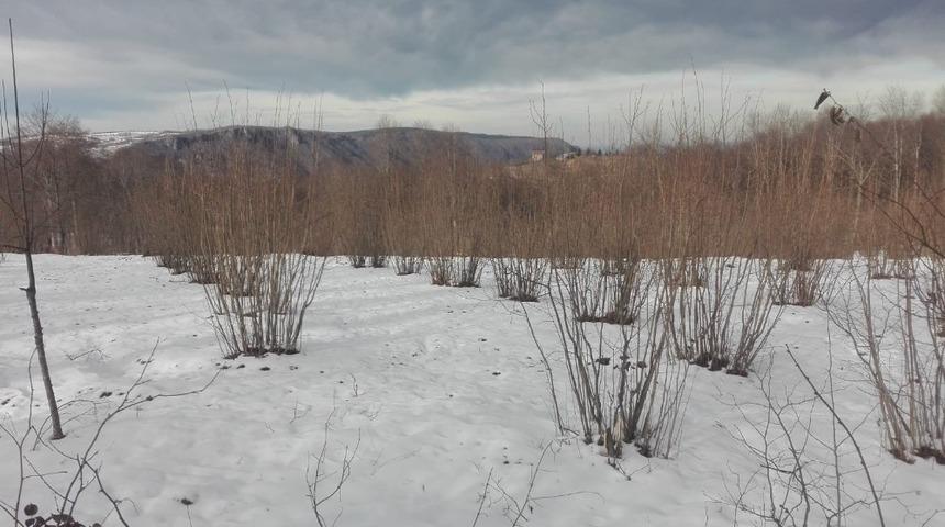 Ordu&rsquo;daki kar yağışı, fındığın verimini arttıracak
