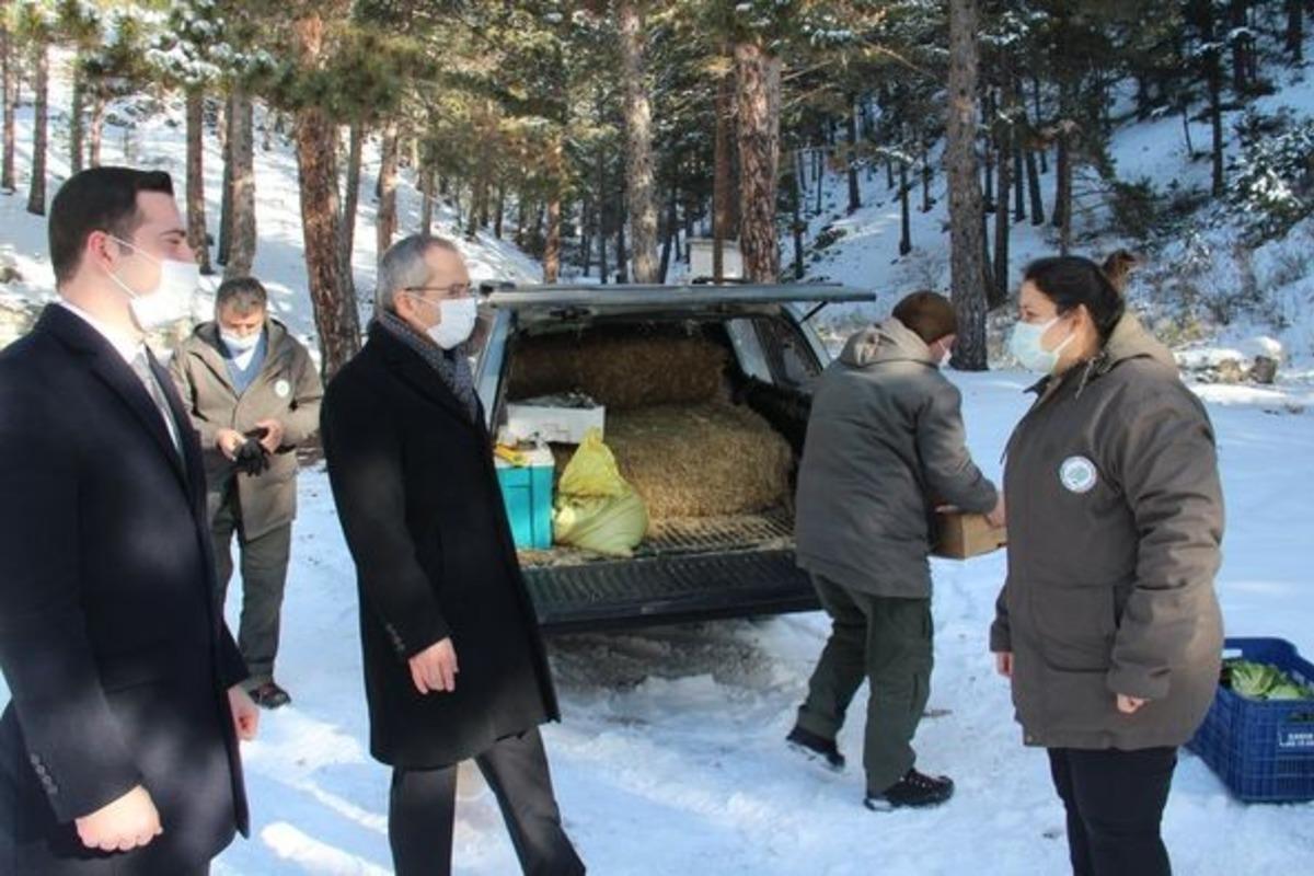 Tosya&rsquo;da yaban hayvanları i&ccedil;in doğaya yem bırakıldı