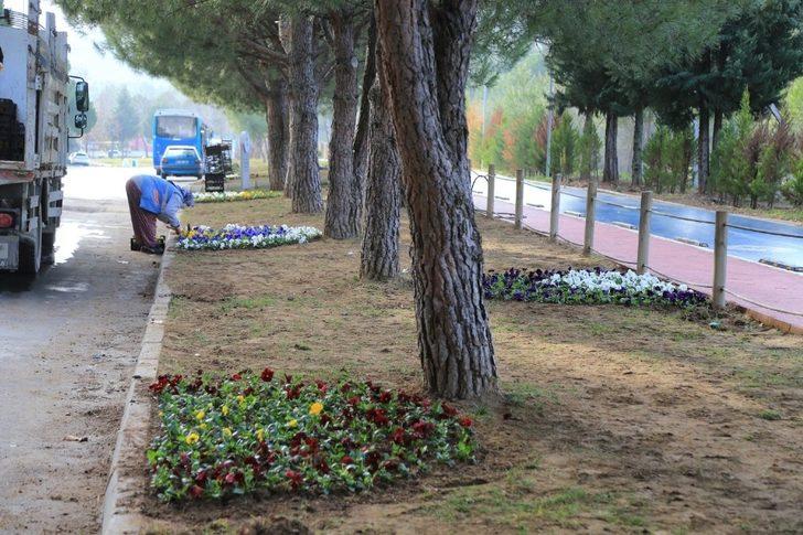 Pamukkale kış çiçekleriyle süsleniyor G2