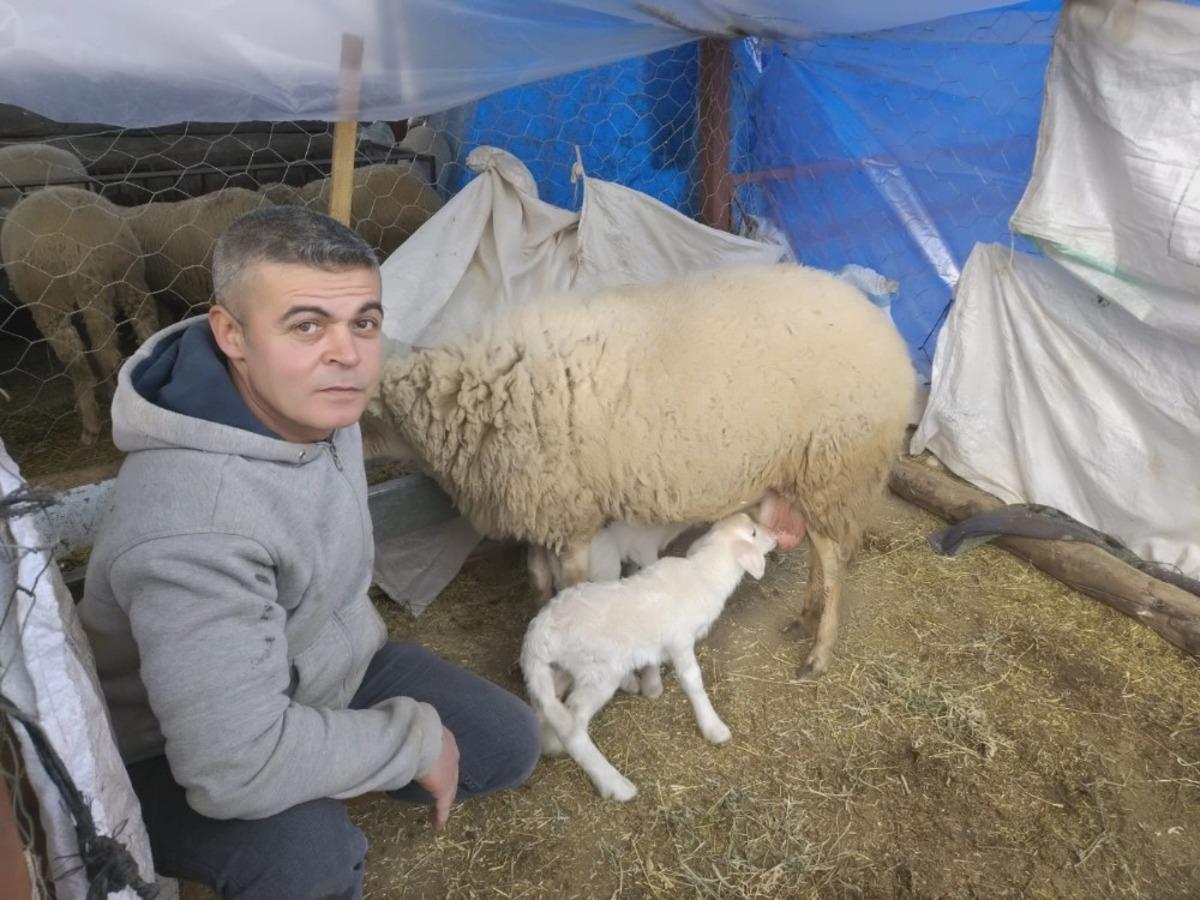 Baharın m&uuml;jdecisi olan kuzular doğmaya başladı