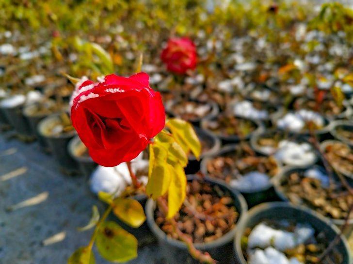 Karesi Belediyesi kendi bitkilerini yetiştiriyor G1