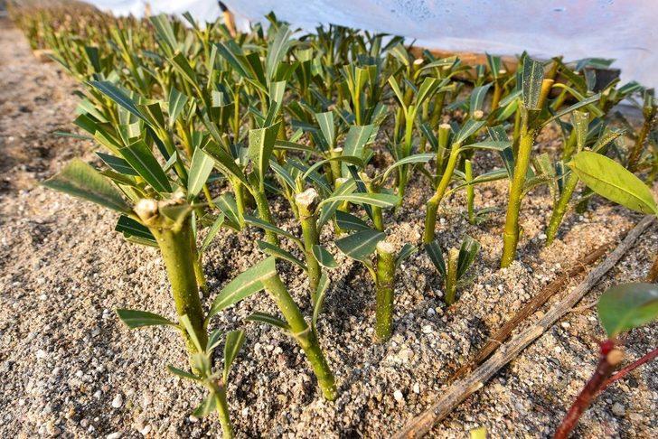Karesi Belediyesi kendi bitkilerini yetiştiriyor G2
