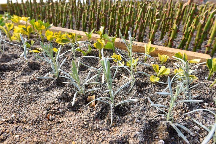 Karesi Belediyesi kendi bitkilerini yetiştiriyor G3