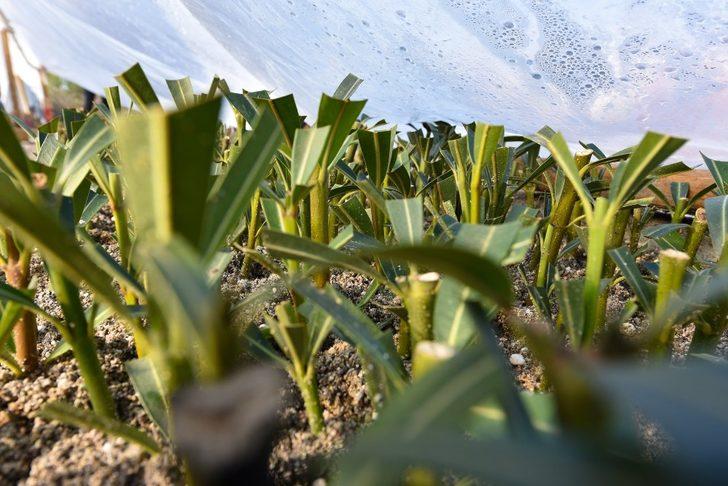 Karesi Belediyesi kendi bitkilerini yetiştiriyor G4