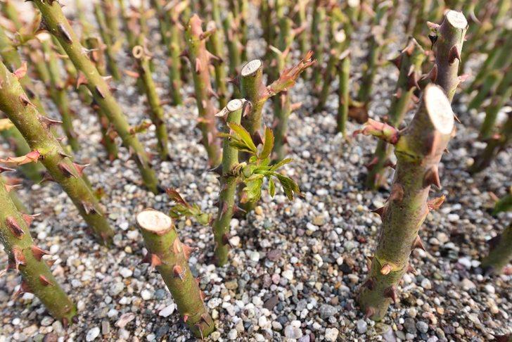 Karesi Belediyesi kendi bitkilerini yetiştiriyor G5