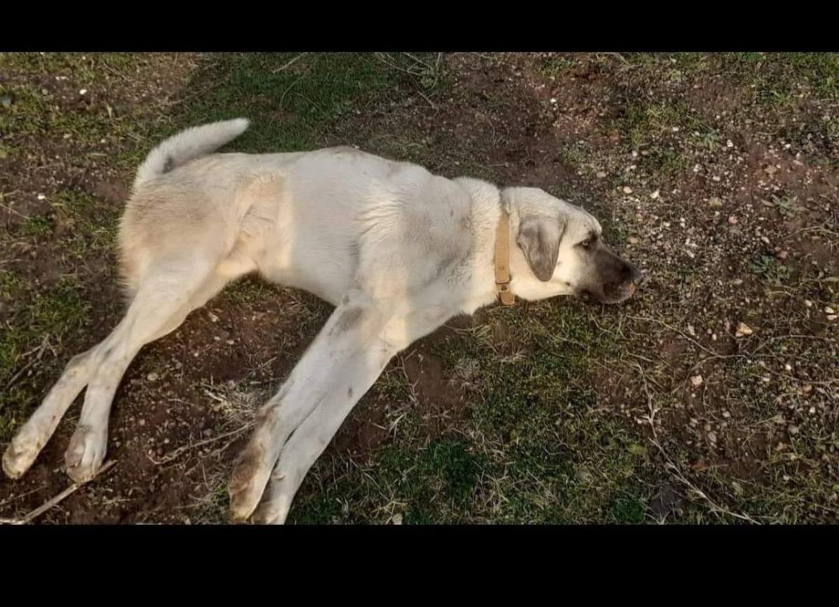 Otomobilin &ccedil;arparak ka&ccedil;tığı yaralı k&ouml;pek jandarma tarafından kurtarıldı