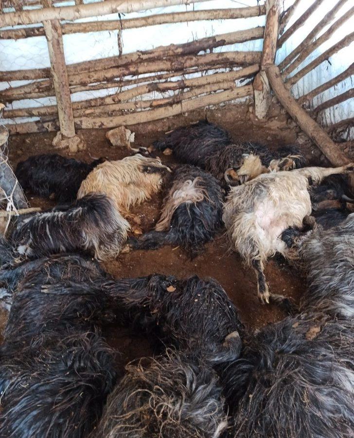 Güroymak’ta 43 hayvan havasızlıktan telef oldu G1