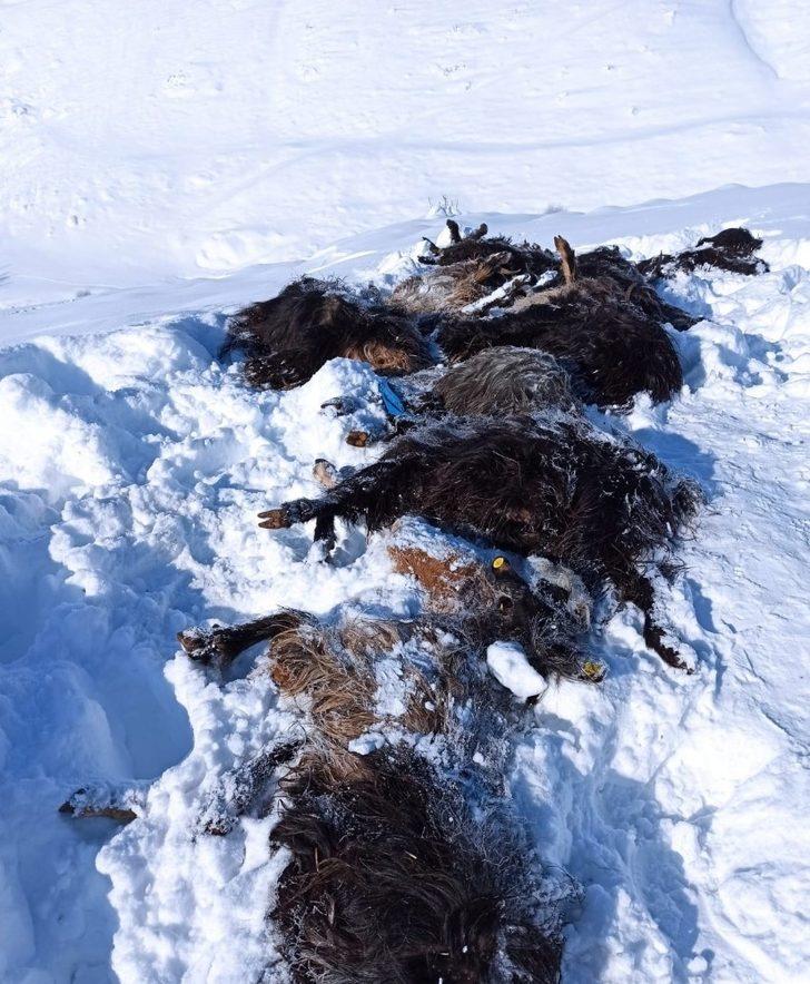 Güroymak’ta 43 hayvan havasızlıktan telef oldu G2