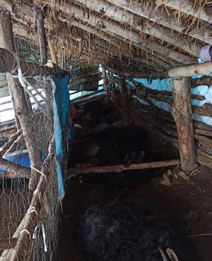 Güroymak’ta 43 hayvan havasızlıktan telef oldu G3