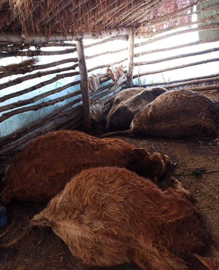 Güroymak’ta 43 hayvan havasızlıktan telef oldu G5