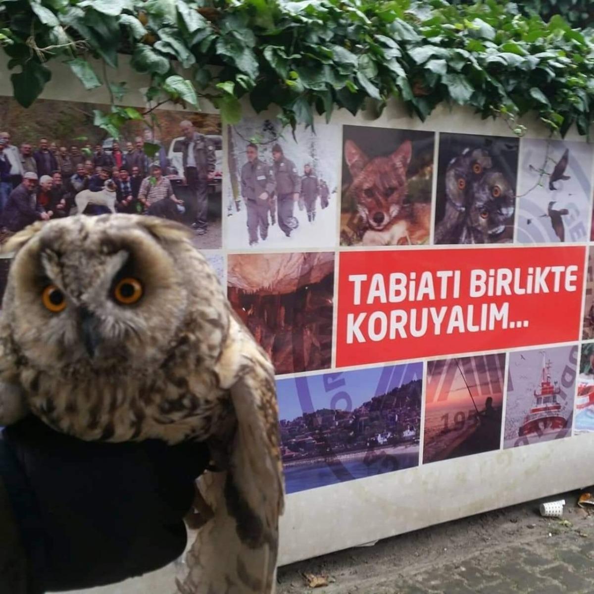 Vatandaşlar tarafından bulunan yavru baykuş koruma altına alındı