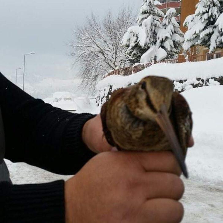 Vatandaşlar tarafından bulunan yavru baykuş koruma altına alındı G2