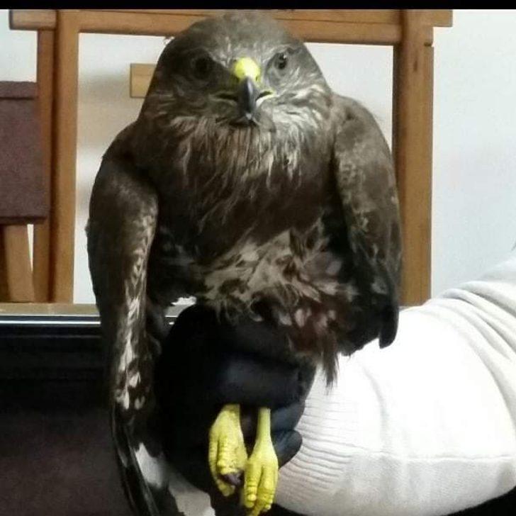 Vatandaşlar tarafından bulunan yavru baykuş koruma altına alındı G3